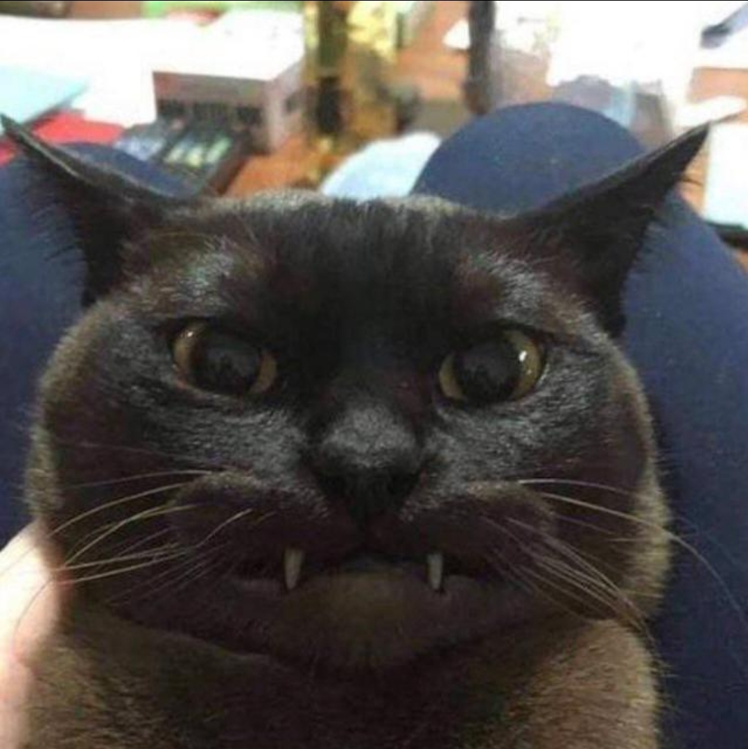 Vampire cat